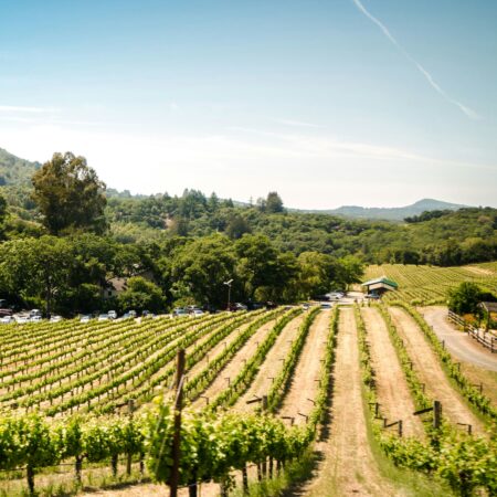 Vineyard Tours & Wine Tasting