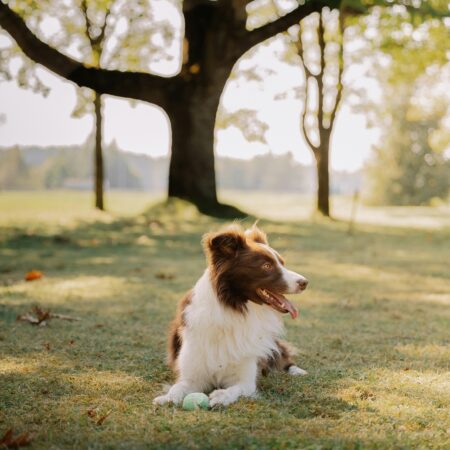 Dog Hampers